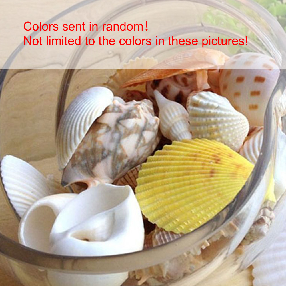 1 bag new beach seashells mix sea shells shell craft seashell