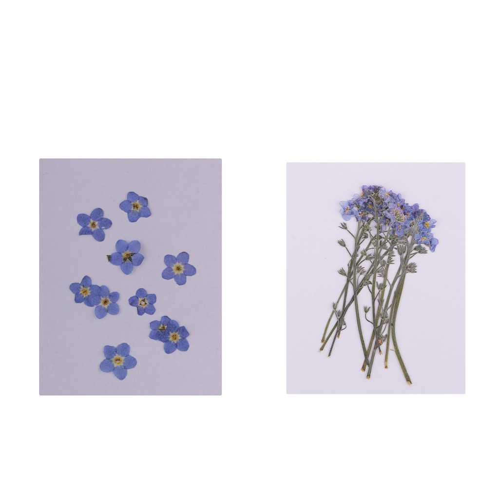 20pcs Natural Dried Flowers Forget Me Not for DIY Phone Case Resin Ornament