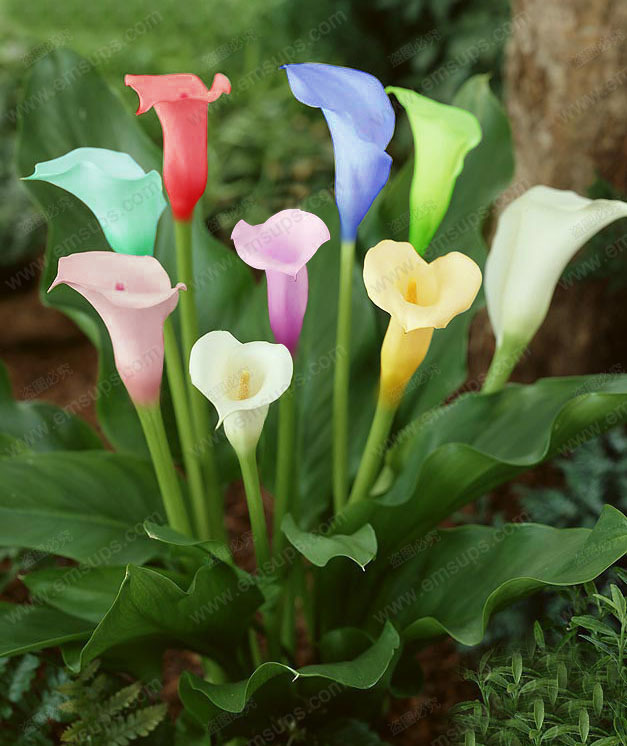 A Package 100 Pieces Colorful Calla Lily Seeds Balcony Potted Bonsai Patio Plant Seeds Rainbow Aethiopica