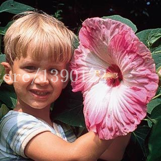 Image of 100 PCS Giant Hibiscus Flower Seeds chinese cheap flower Hibiscus seeds best gift for your kids easy grow for home garden