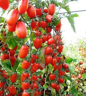 Image of 100pcs/pack.Free shipping red pear tomato seeds vegetable seeds for DIY home garden 49%