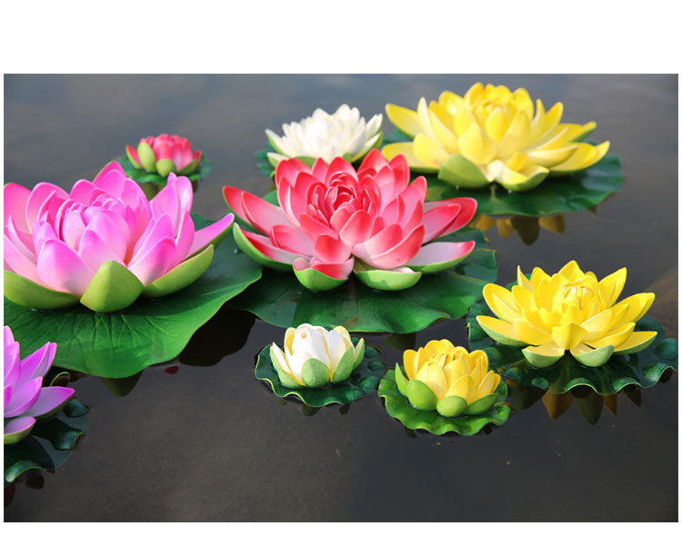 Seerosen 5 Samen Farben-Mix