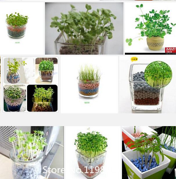 2016 Hot Hot Lucky 100pcs Four Leaf Clover Seeds Garden Decoration Grow Your Own Luck Interest