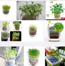 2015 Hot Hot Lucky 100pcs Four Leaf Clover Seeds Garden Decoration Grow Your Own Luck Interest Countryside DIY flower seeds