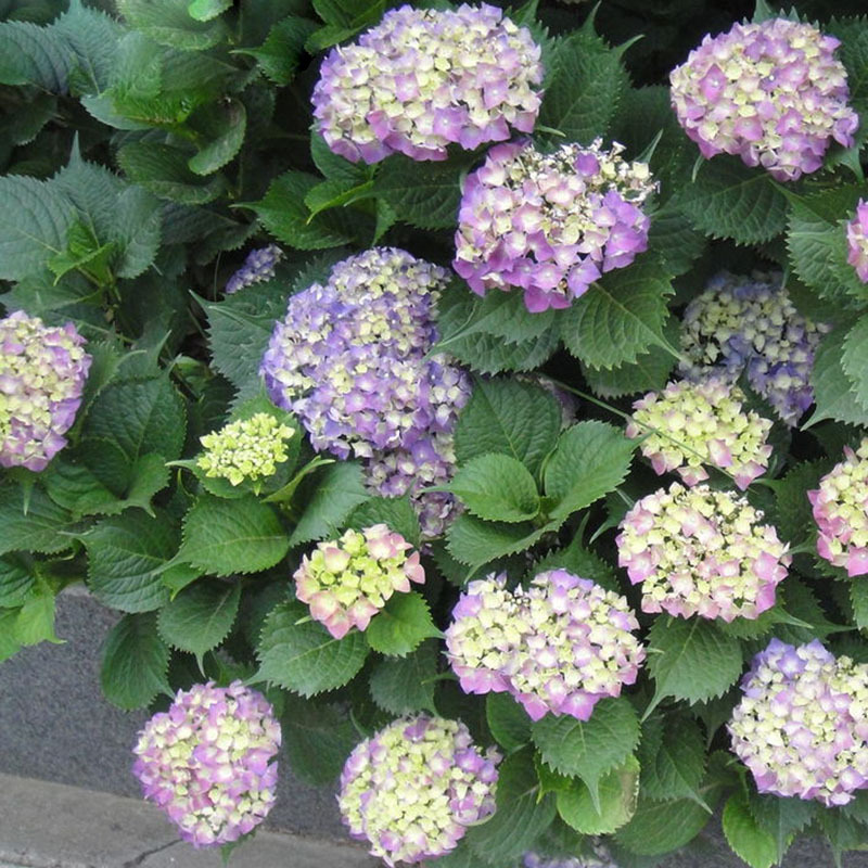 13 color available perennial flowers hydrangea flower seeds purple hydrangea flower pots plant 13 color available perennial flowers hydrangea flower seeds purple hydrangea flower pots plant