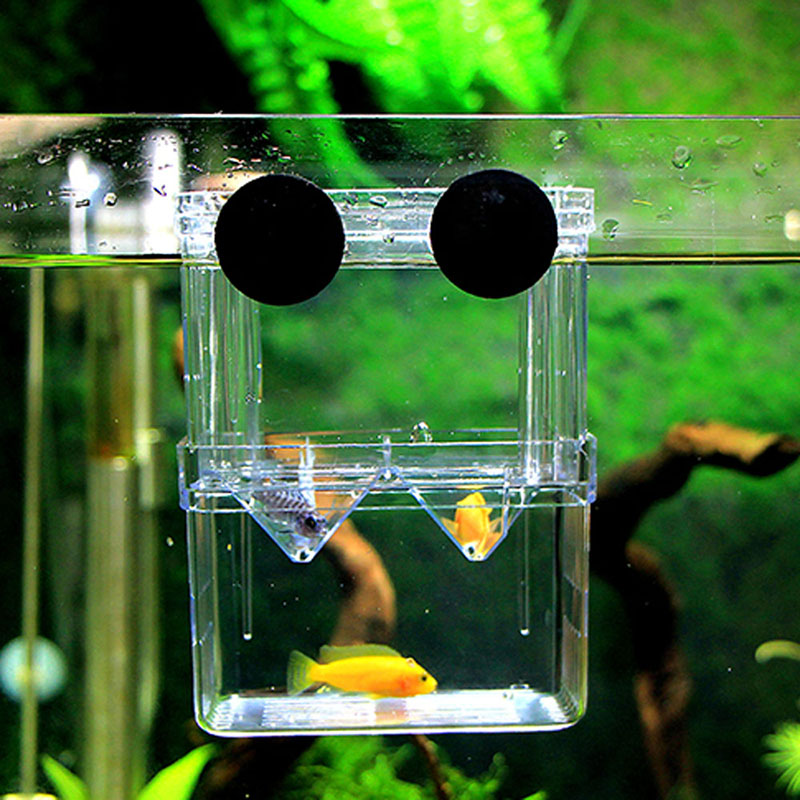  /  1        Fish Tank  