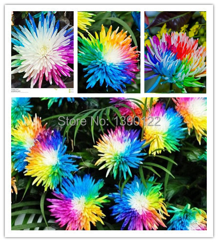 Image of 200 PCS/rainbow Chrysanthemum Flower seeds china also is Himalayan orchid seeds flower seeds for Home garden planting