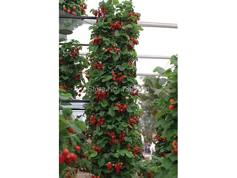 Image of 300 Climbing Red Strawberry Seeds very big and delicious ,Heirloom Vegetables and fruit seeds creeper seeds free