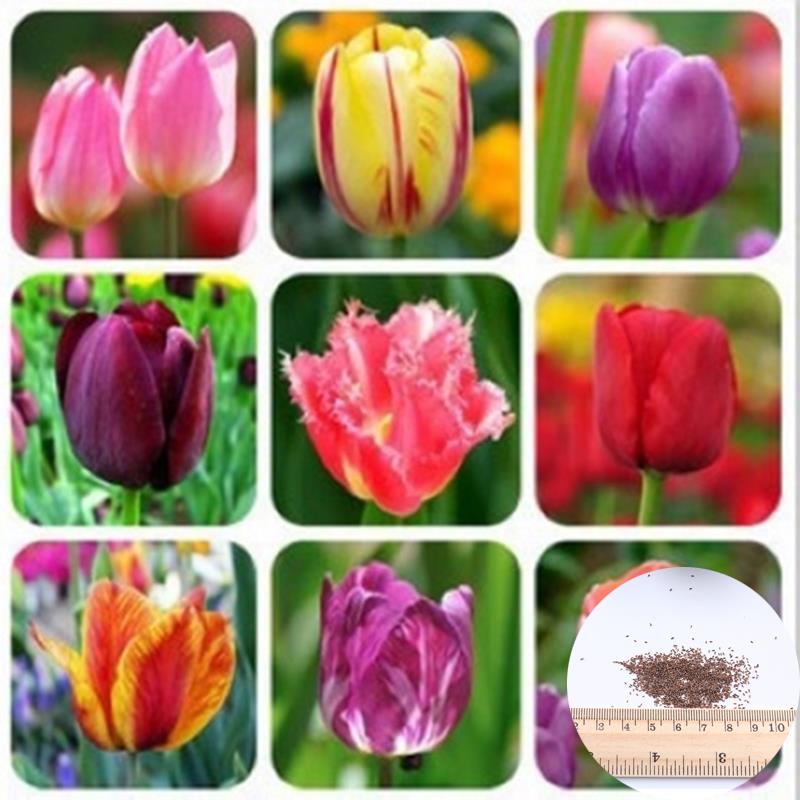Image of 100 Pcs / Bag 25 Varieties Of Tulip Petals Tulip Seeds Potted Indoor And Outdoor Potted Plants Purify The Air Mixing Colors