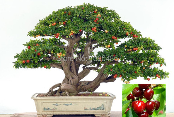 Image of 11.11 promotion today Upscale Indoor Plants, Need Fruit Potted, Taiwan Mini Pearl Cherry Seeds 20 Piece Bonsai Tree Seeds