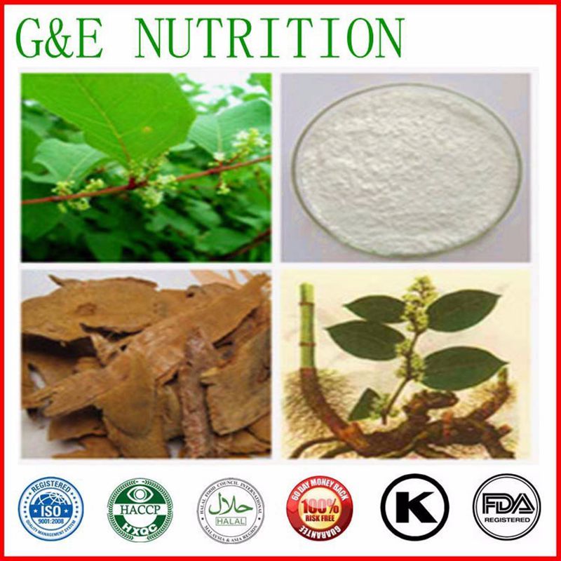 High Quality Resveratrol  from Polygonum Cuspidatum Root Extract / Giant Knotweed Extract  300g