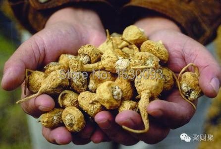 Plant viagra review