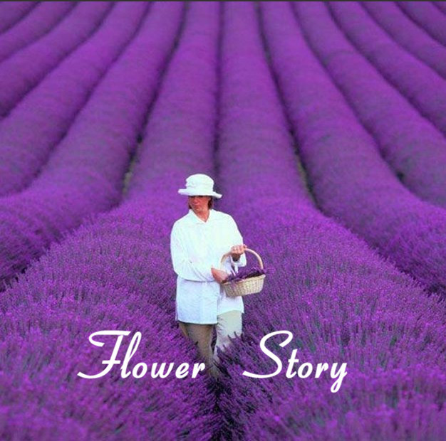 Image of 200 French Provence Lavender Seeds -- Very Fragrant can grow well in Pot or Bonsai Free Shipping
