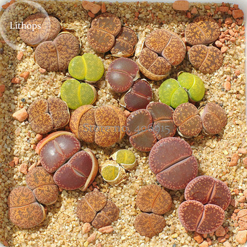 100% Genuine Lithops Living Stone Succulent Plant, 10 Seeds, mixed several varieties lovely plants E3954