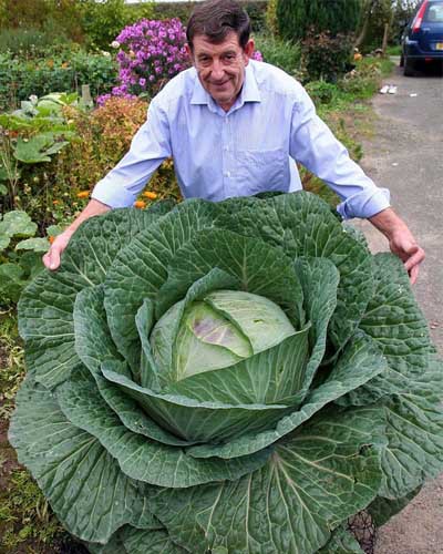 Image of 100Seeds Rare Giant Russian Cabbage Seeds, High-Quality Vegetable for home garden