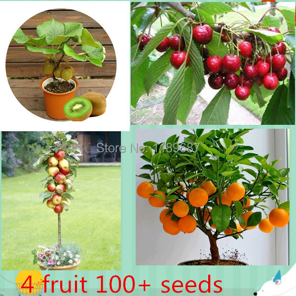 Image of 4 kind fruit ,bonsai fruit tree seeds ,vegetable and fruit seeds total 100+ seeds