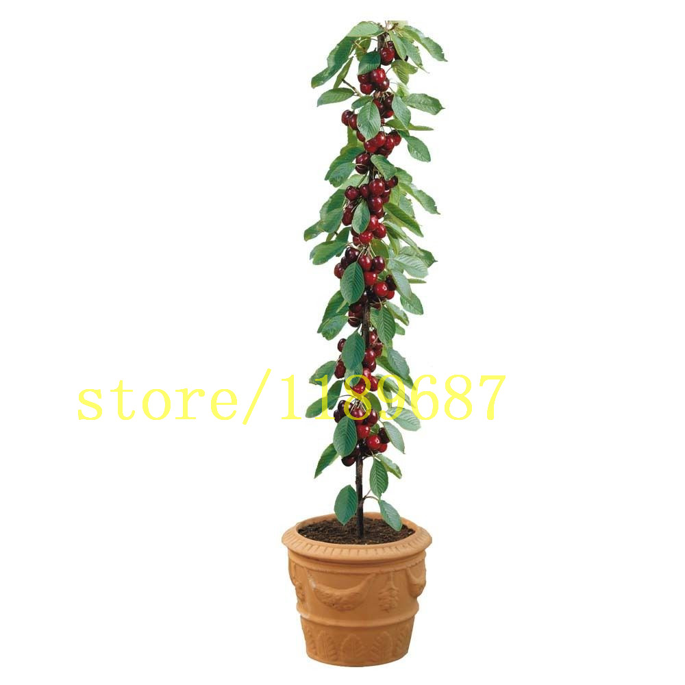 Image of 20 pcs cherry seeds fruit cherry mini bonsai draft tree no-gmo Big and sweet easy grow fast growing free shipping