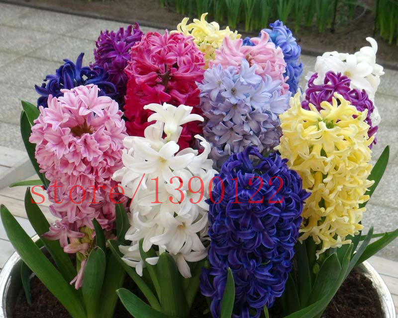 Image of 2015 new Hyacinthus Orientalis seeds, cheap Hyacinth seeds, Hyacinth potted seed, Bonsai balcony flower seeds for home garden