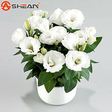 White Eustoma Seeds Perennial Flowering Plants Balcony Potted Flowers Seeds Lisianthus for DIY Home & Garden – 100 PCS
