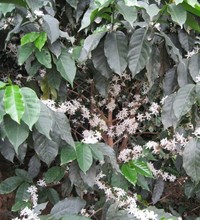 China Yunnan Green Coffee Bean Organic Typica 1000g Free Shipping