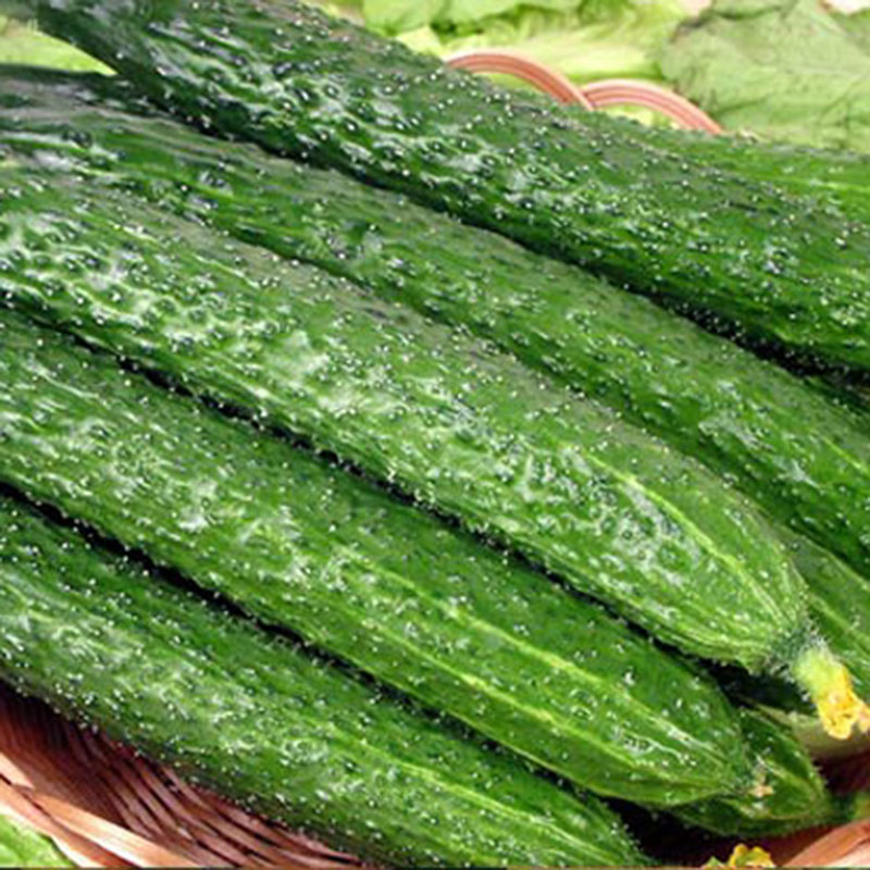 Free shipping Vegetables fruits and seeds skgs jade cucumber balcony bonsai...