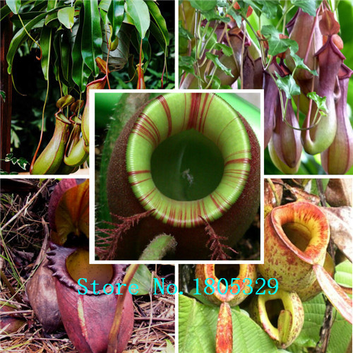 100  /    Nepenthes        