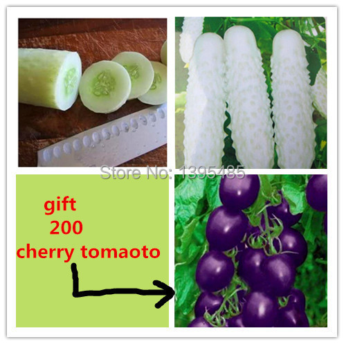 Image of 100 white Cucumber ,send 200 purple tomato as gift ,Cuke Seeds,Green Vegetable Seeds Fruit Seed Vegetable Seeds free shipping