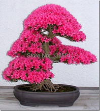 japanese flower seeds 10pcs/lot wholesale sakura seeds bonsai flower pink Cherry Blossoms flower pots planters