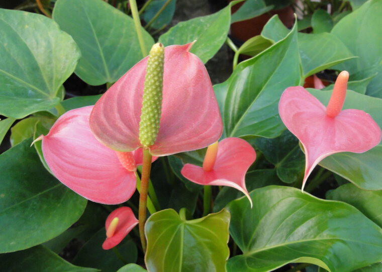 anthurium seeds free shipping cheap anthurium seeds Bonsai balcony flower anthurium potted seed 100 pcs bag