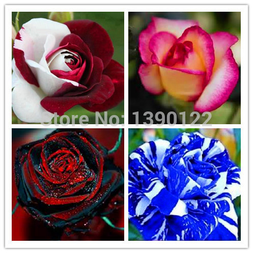 200pcs Bag Rare Mixed Colors Rose Seeds Rainbow Rose Seeds Bonsai Flower Seeds Black Rose Rare Balcony Plant For Home Garden