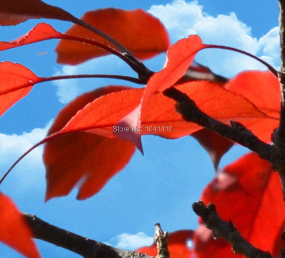 Custom Large 3D Stereo Ceiling Mural Wallpaper Red Leaves Nature