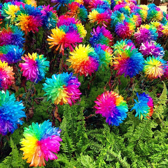 Image of 100 Novel rainbow chrysanthemum seeds bonsai flower,Home gardening DIY, free shipping!