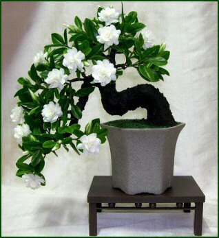 Image of 100 Gardenia Seeds (Cape Jasmine )-DIY Home Garden Potted Bonsai, amazing smell & beautiful flowers, Free Shipping