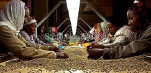 Free Shipping Ethiopia original coffee powder non instant 0 5KGS 250g pack 2packs 