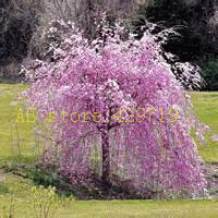 Image of 20 pcs fountain weeping cherry tree,DIY Home Garden Dwarf Tree, ornamental-plant bonsai sakura tree seeds for home