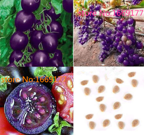 Image of 100 seeds Purple Cherry Tomatoes Seed Balcony Fruits Seed Vegetables Potted Bonsai Potted Plant Tomato Seeds