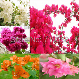 Image of 10 seeds / bag ,Bougainvillea seeds, potted seed, flower seed, variety complete, the budding rate 95%, (Mixed colors)
