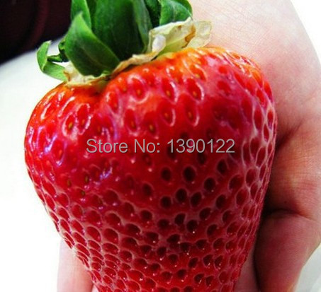 Image of 1000pcs Germany super big strawberry seeds, fruit seeds, garden supplies, bonsai plants