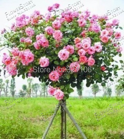 400Chinese Rose Tree Seeds 50pcs Variety Ideal DIY Yard bonsai flower Perfect Gift for the one