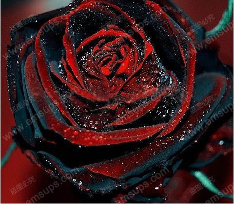 True Blood Rare Black Rose Seeds Rare Amazingly Beautiful Black Roses Red Edge Seedling Seed 150