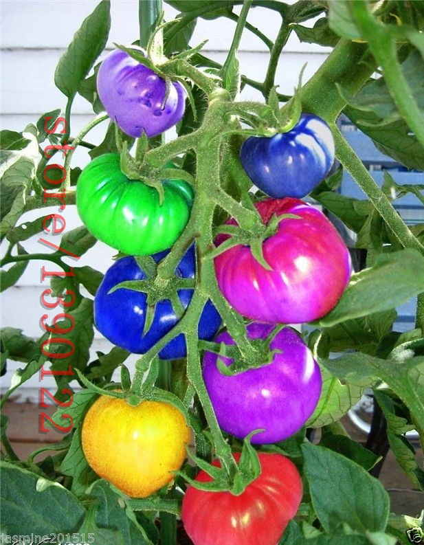 Image of 100pcs/bag rainbow tomato seeds, rare tomato seeds, bonsai organic vegetable & fruit seeds,potted plant for home &garden