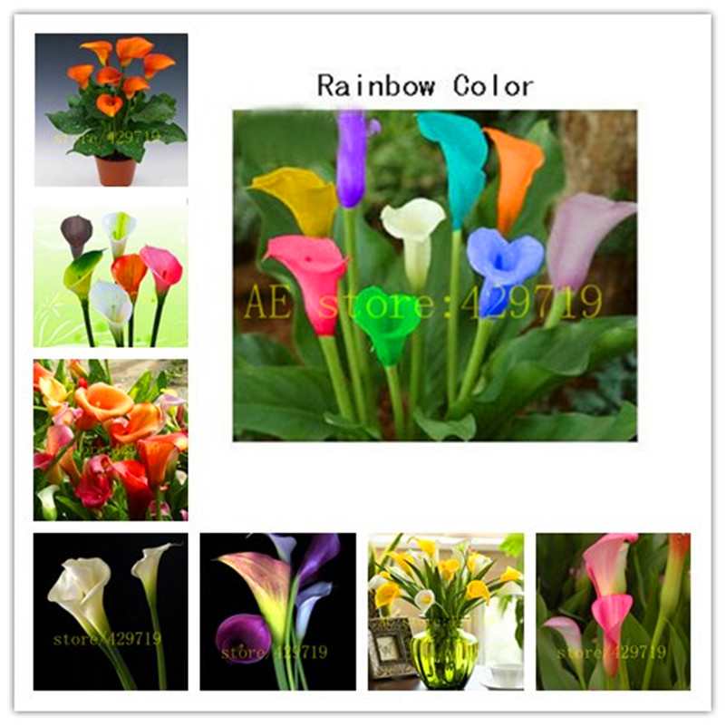 Image of 200/bag rainbow calla lily seeds flower lily seeds Rare Plants Flowers Seed for Home gardening DIY easy grow best gift for wife