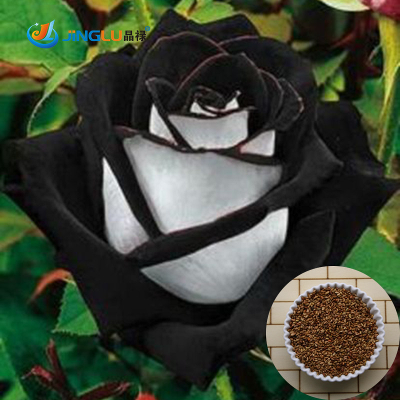 Image of 100% True 200 Seeds China Rare Black + White Rose Professional Pack Flower Seeds
