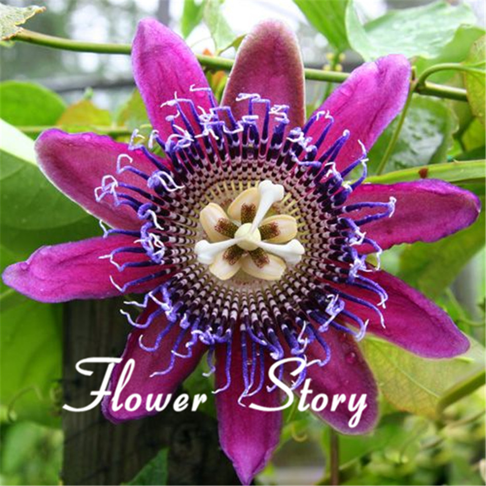 Image of 40 Seeds Passion Flower (Passiflora Caerulea) fresh fragrant bloom huge fruit, robust climber Original Package Free shipping