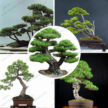 Perennial evergreen tree seeds Japanese pine bonsai tree seeds holly leaf pine seed 100 PCS / bag