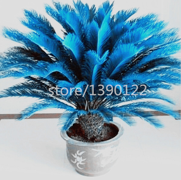 Image of 100pcs/bag blue Cycas seeds, Sago Palm Tree seeds.bonsai flower seeds,the budding rate 97% rare potted plant for home garden