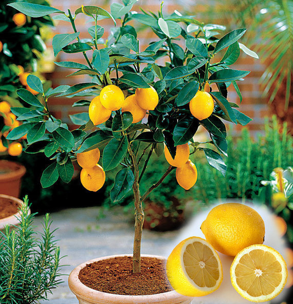 Image of 10PCS/BAG Edible Fruit Meyer Lemon Seeds, Exotic Citrus Bonsai Lemon Tree Fresh Seeds