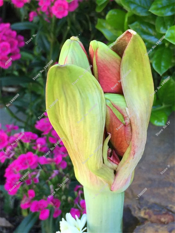 Online Buy Wholesale amaryllis bulbs from China amaryllis bulbs