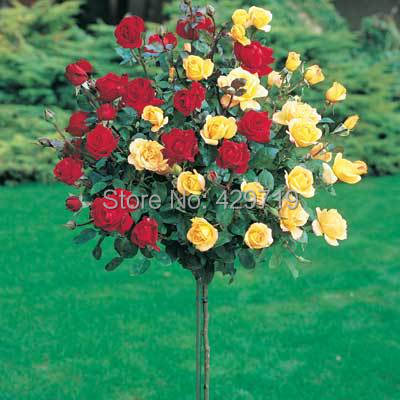 Image of 100pcs rare flower Rose tree Seeds, DIY Home Garden Potted ,Balcony & Yard Flower Plant