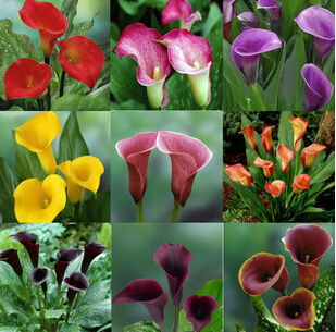 Image of 2015 New.100pcs Calla Lily seed,common callalily,planting seasons, flowering plants flower seeds+Free Rose Gift